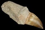 Fossil Rooted Mosasaur (Prognathodon) Tooth - Morocco #116871-1
